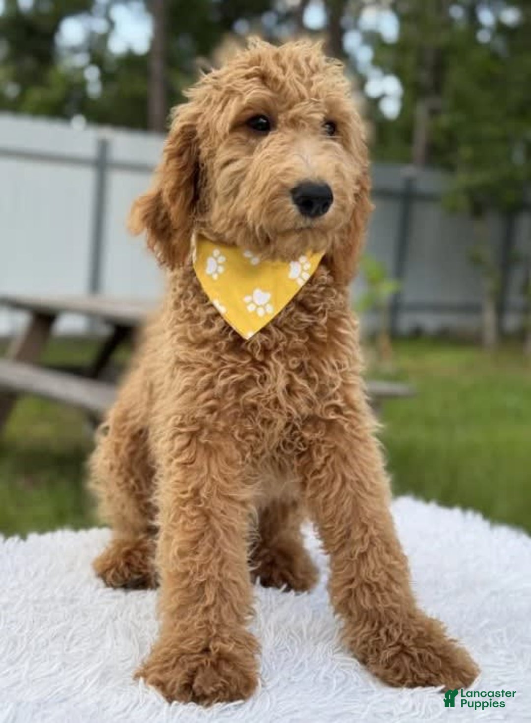 Mini Goldendoodle dogs for sale: Apollo - Image 7