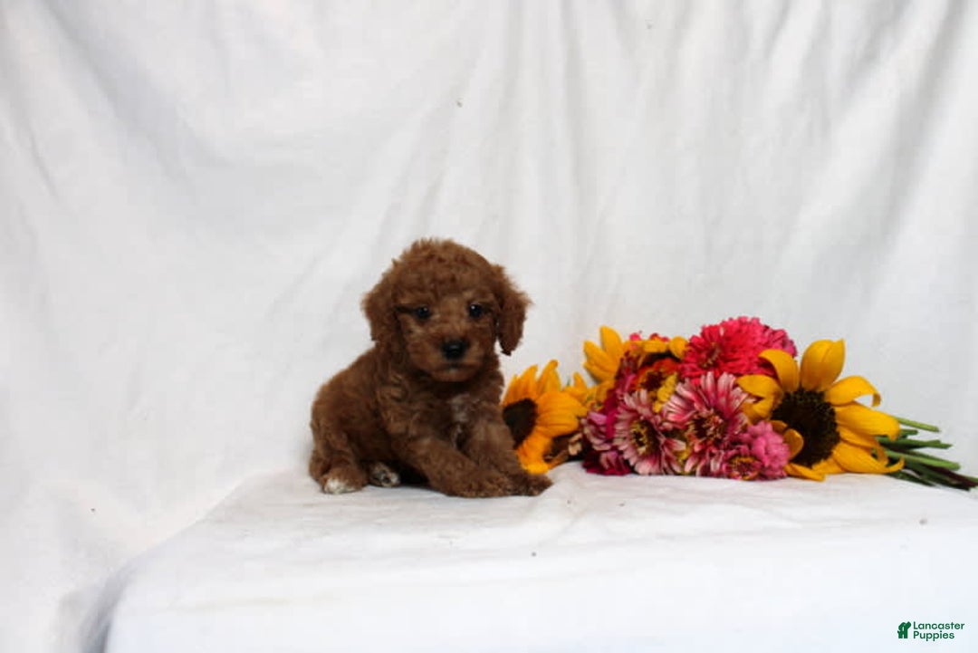 Mini Goldendoodle dogs for sale: Balloon - Image 1
