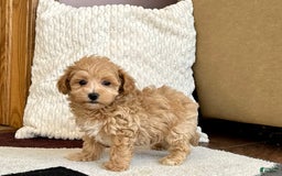 Maltipoo dogs for sale: Gordon - Image 1