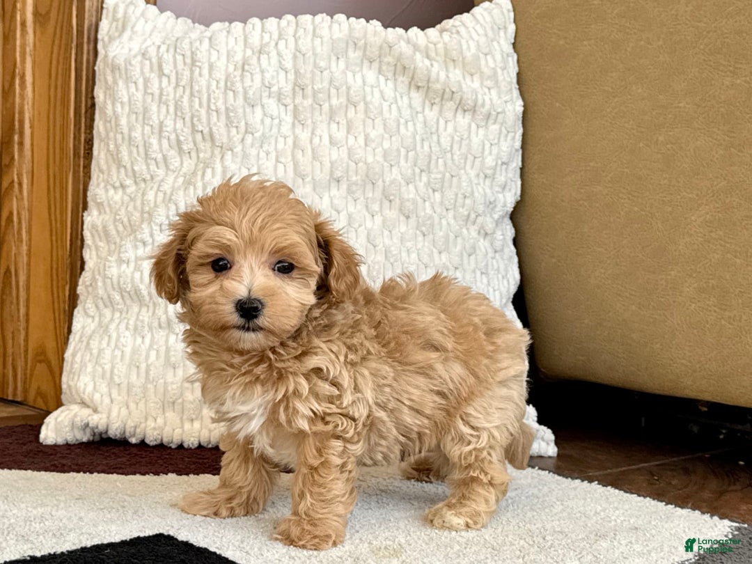 Maltipoo dogs for sale: Gordon - Image 1
