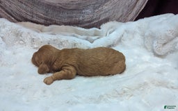 Cavapoo dogs for sale: Hera - Image 1