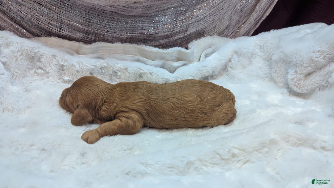 Cavapoo dogs for sale: Hera - Image 1