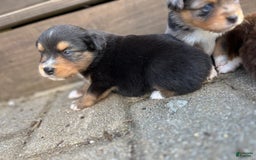 Miniature Australian Shepherd dogs for sale: Jane - Image 4