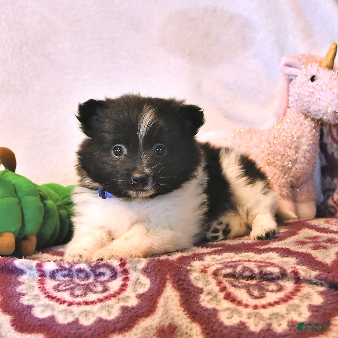 Pomeranian dogs for sale: Cody - Image 2