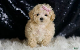 Maltipoo dogs for sale: Daisy - Image 2