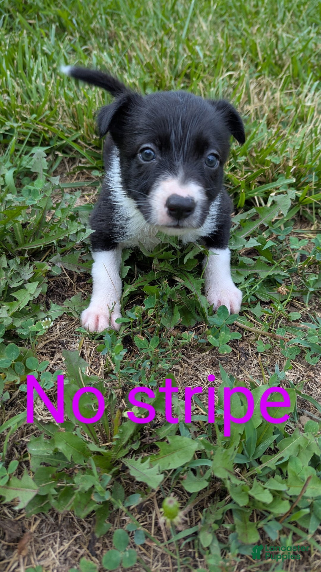 Border Collie dogs for sale: No Stripe - Image 2