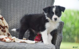 Border Collie dogs for sale: Bella - Image 5