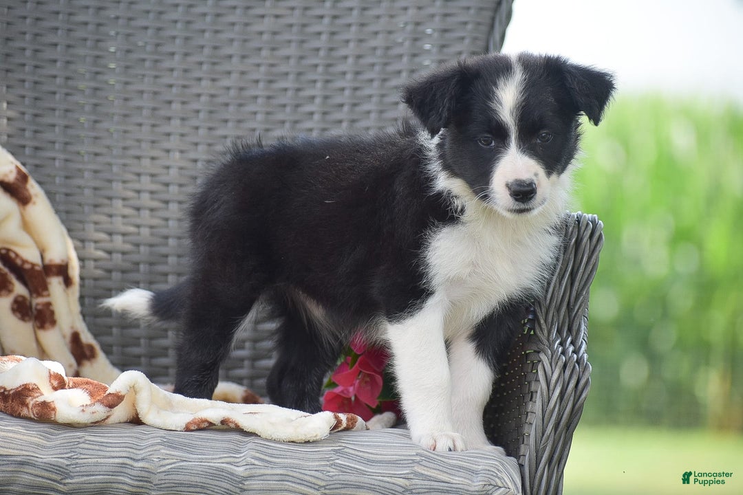 Border Collie dogs for sale: Bella - Image 5