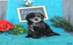 Miniature Poodle dogs for sale: Oakley - Image 20