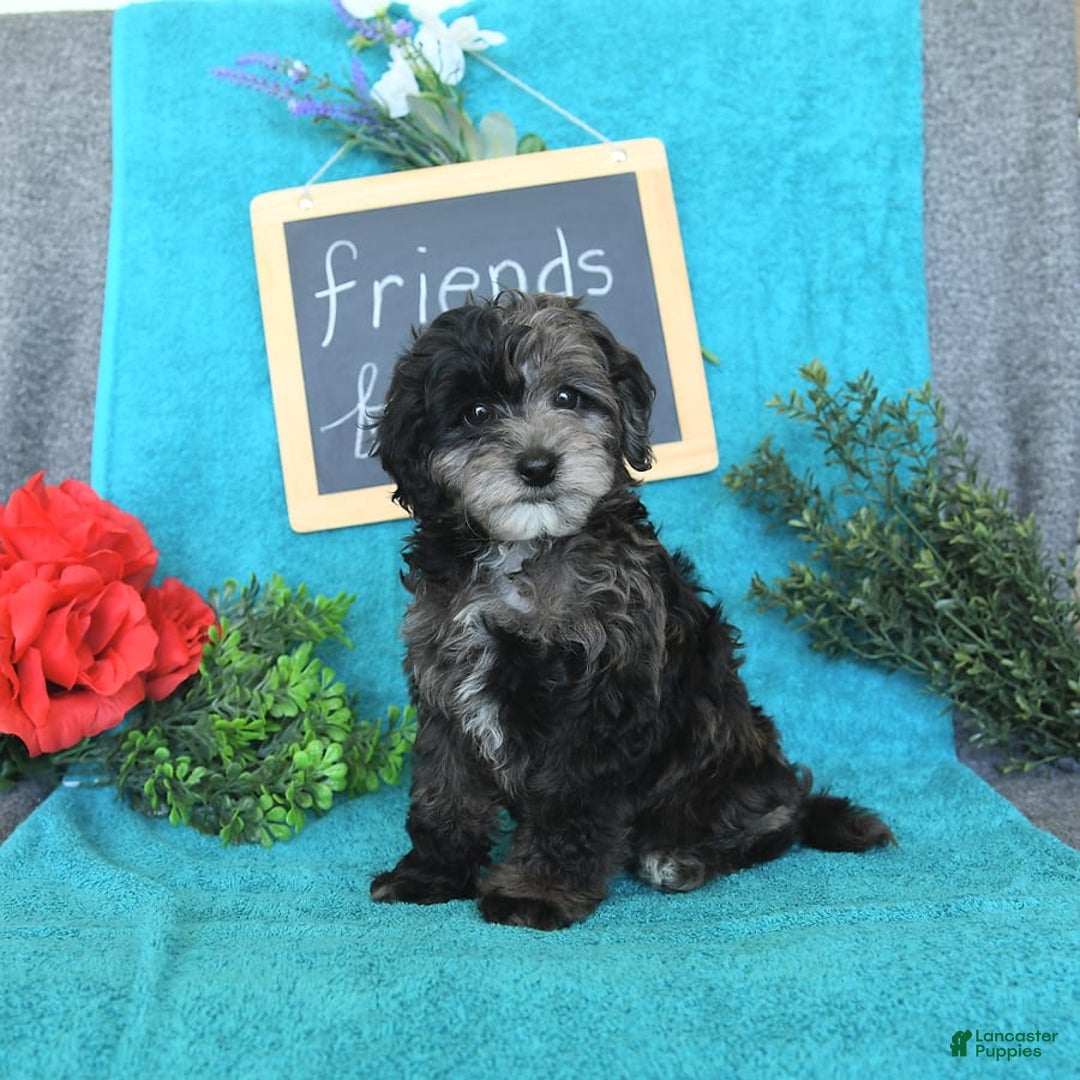 Miniature Poodle dogs for sale: Oakley - Image 20