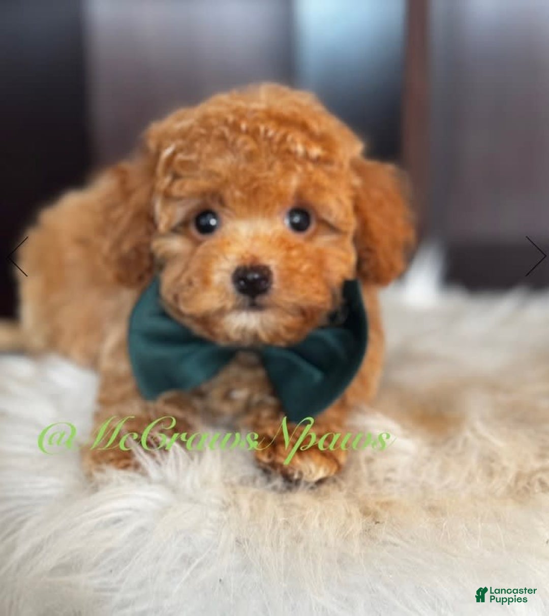 Toy Poodle dogs for sale: Little Boy - Image 3