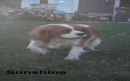 Cavapoo dogs for sale: Tanner - Image 11