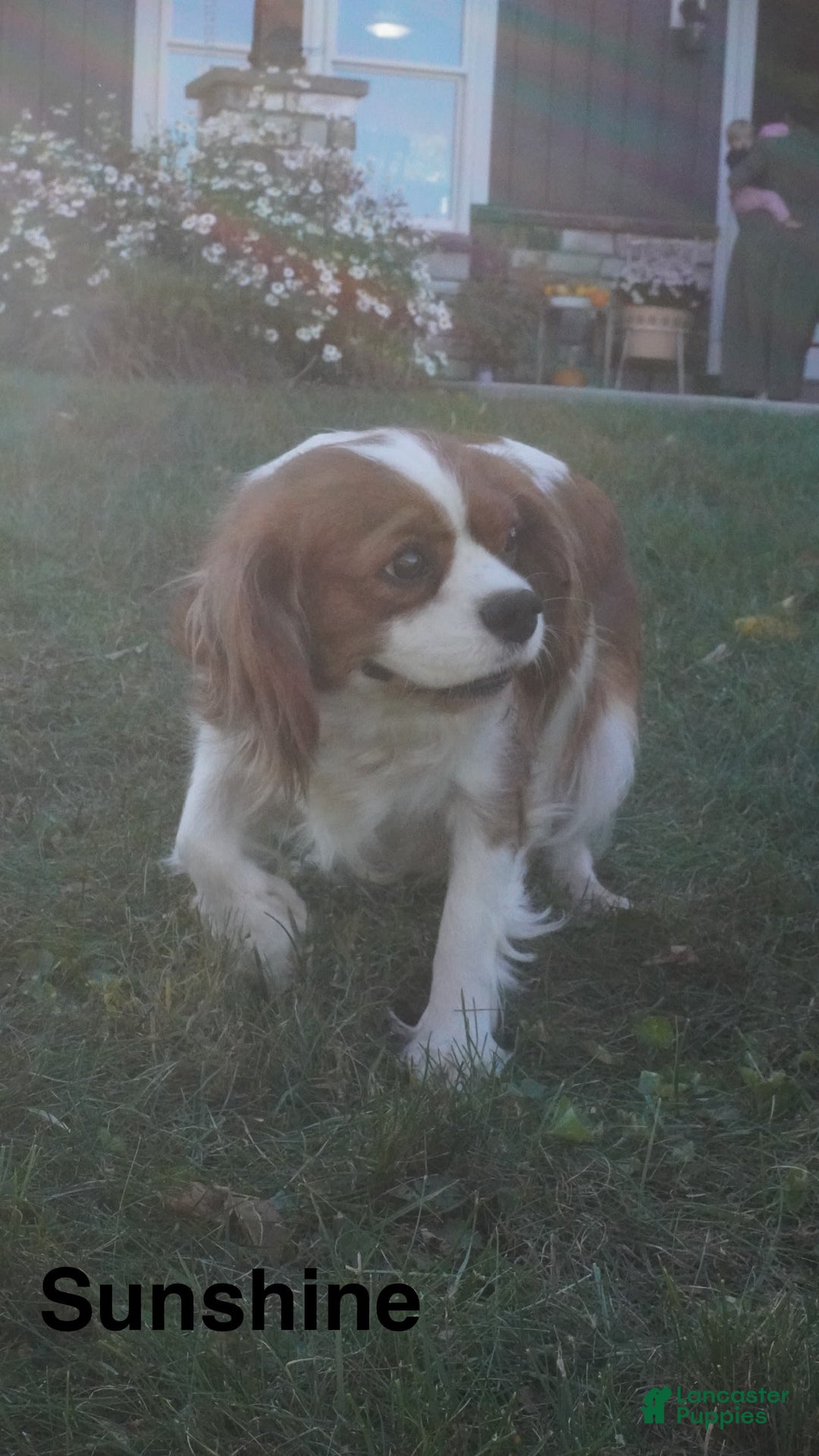 Cavapoo dogs for sale: Tanner - Image 11