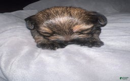 Yorkiepoo dogs for sale: Coco - Image 1