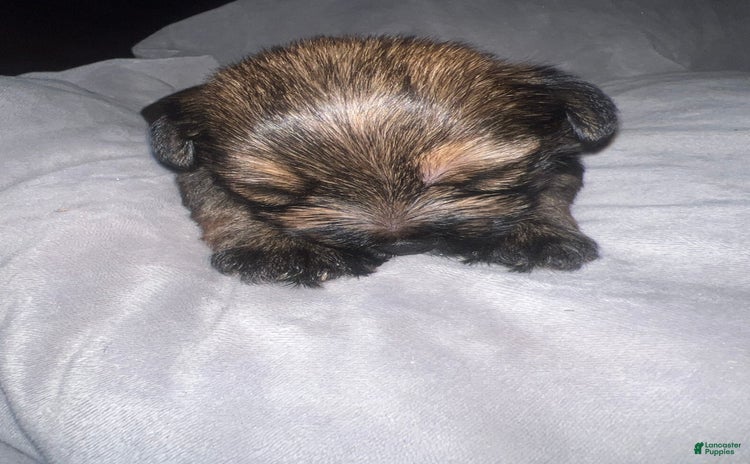Yorkiepoo dogs for sale - Ad 1