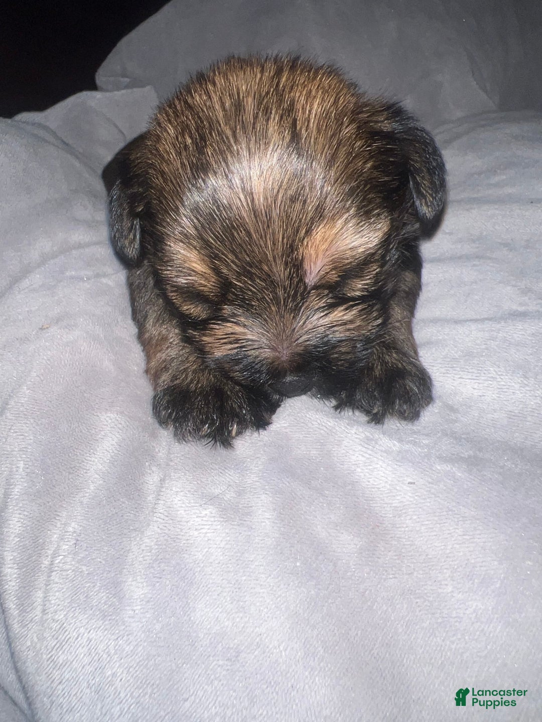 Yorkiepoo dogs for sale: Coco - Image 1