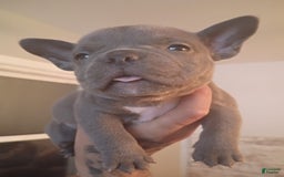 American Bully dogs for sale: Bluey - Image 5
