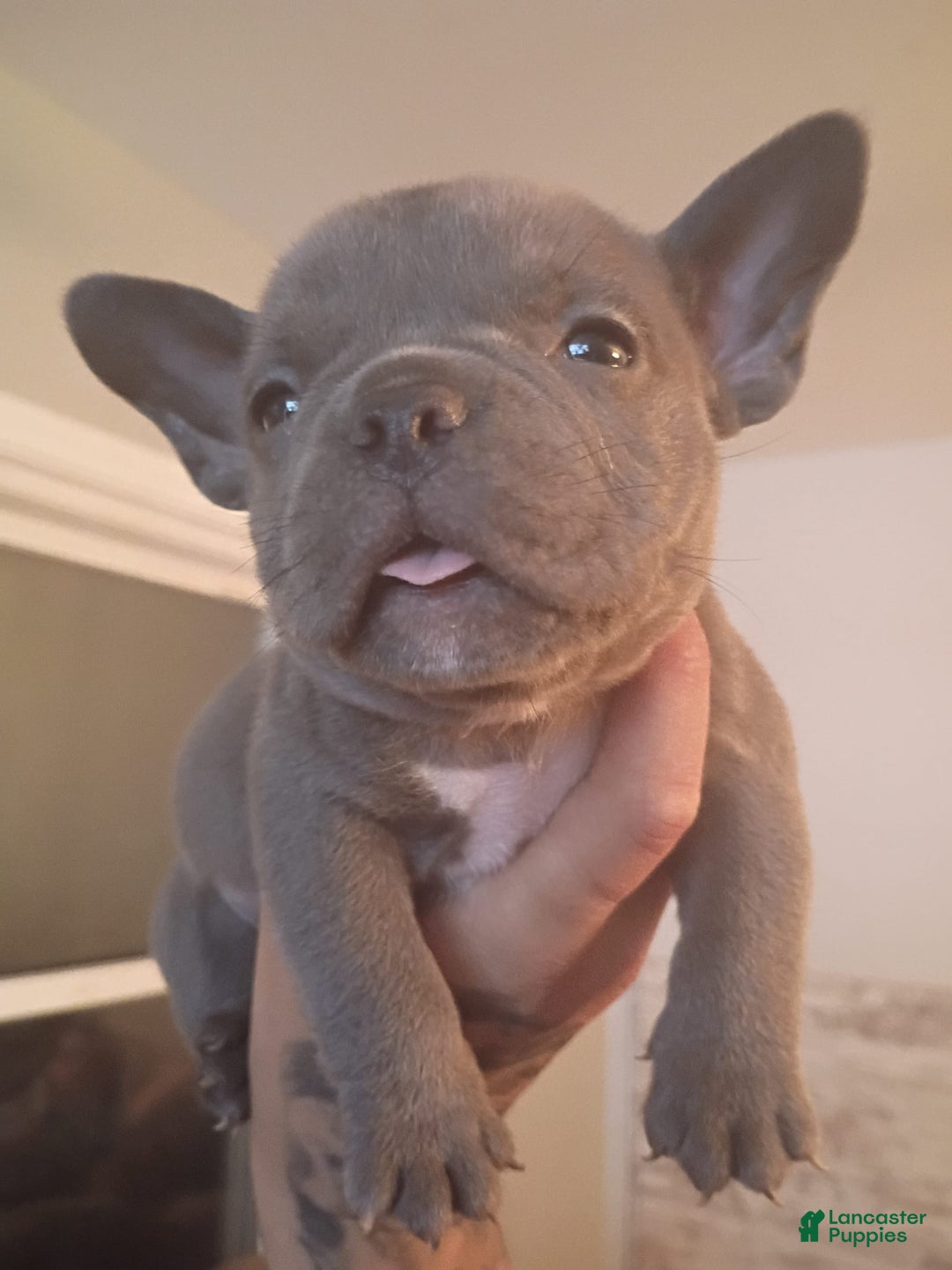 American Bully dogs for sale: Bluey - Image 5