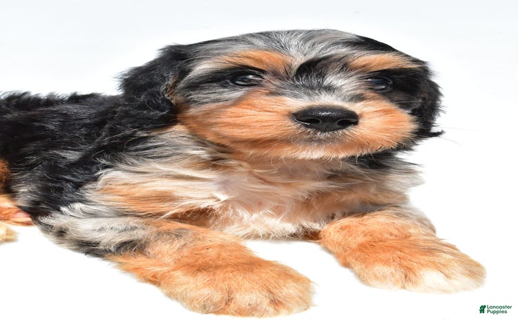 Mini Bernedoodle dogs for sale - Ad 2