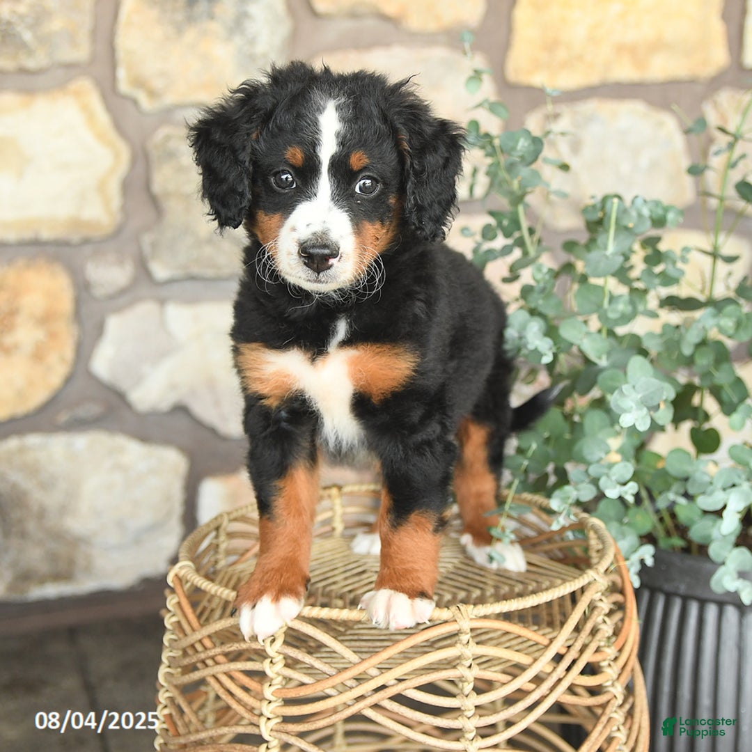 Mini Bernedoodle dogs for sale: Gracie - Image 2