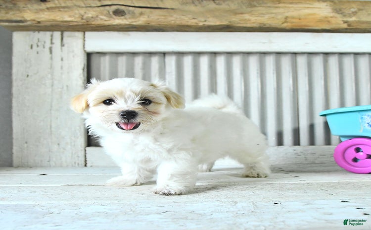Maltipoo dogs for sale - Ad 1