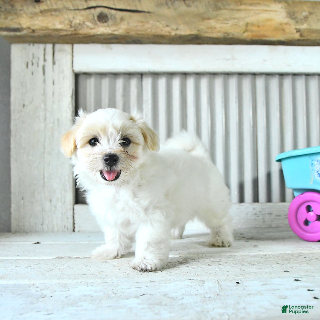 Maltipoo dogs for sale: Mason - Image 1