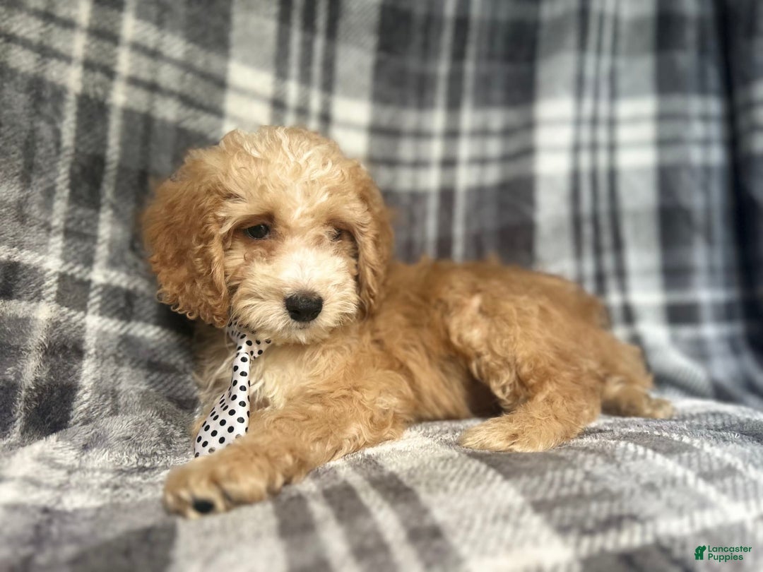 Cockapoo dogs for sale: Kam - Image 3