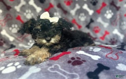 Miniature Schnauzer dogs for sale: Lilo - Image 7