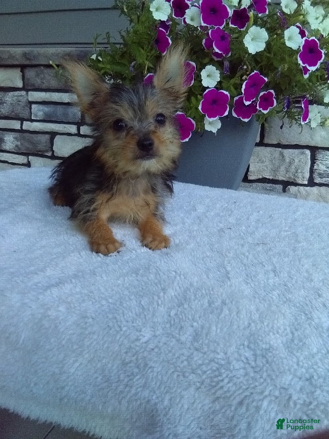 Yorkshire Terrier dogs for sale: Yorkshire Terrier 4 puppies - Image 4