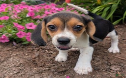 Beagle dogs for sale: Hazelnut - Image 4