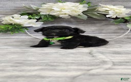 Schipperke dogs for sale: Buddy - Image 3