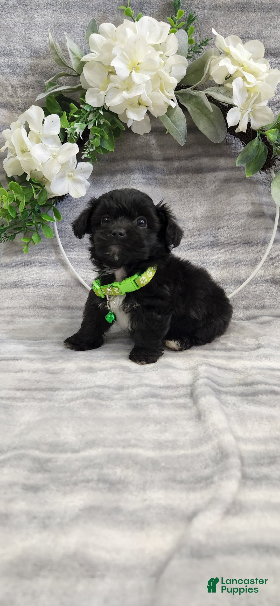 Schipperke dogs for sale: Buddy - Image 3