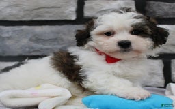 Teddy Bear dogs for sale: Alex - Image 4
