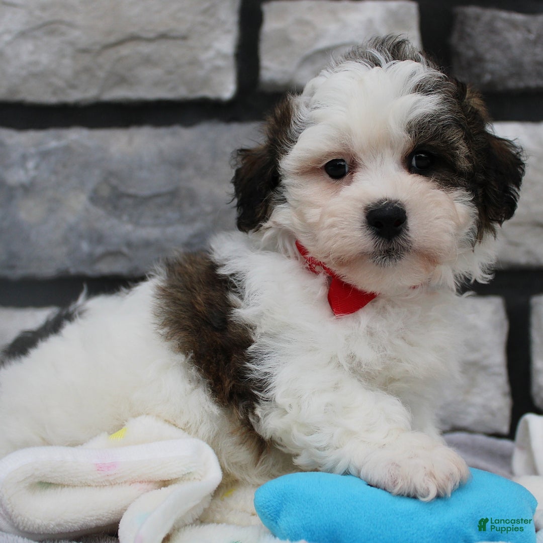 Teddy Bear dogs for sale: Alex - Image 4