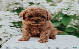 Mini Goldendoodle dogs for sale: Chloe - Image 6