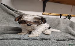 Morkie dogs for sale: Tiny Tim - Image 7