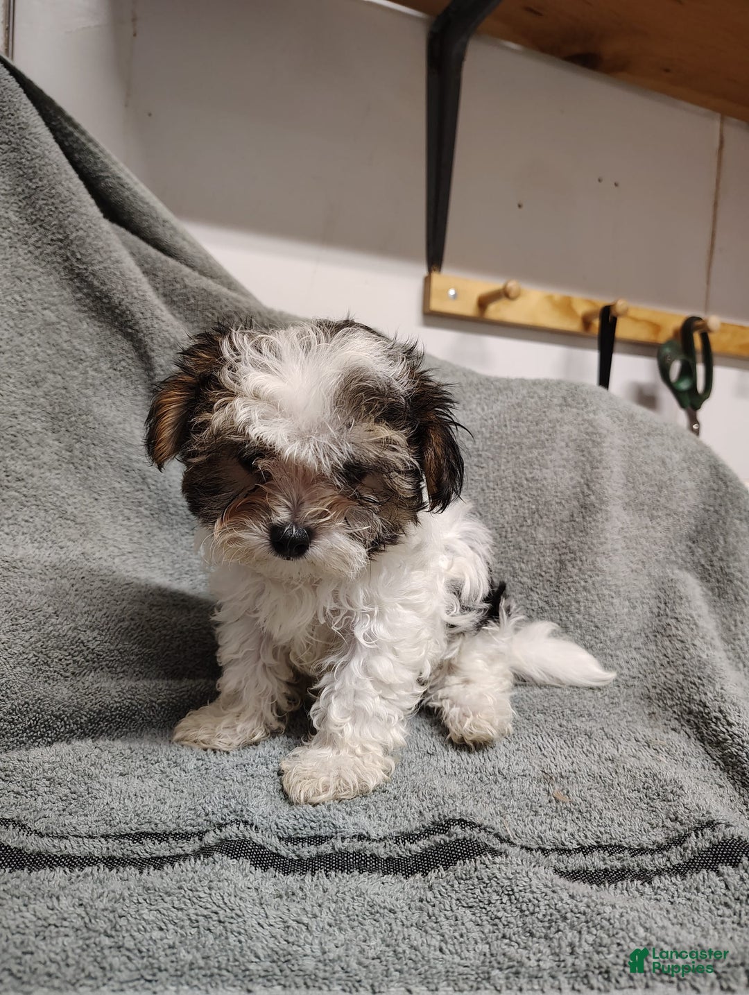Morkie dogs for sale: Tiny Tim - Image 7