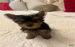 Yorkshire Terrier dogs for sale: Fiji - Image 5
