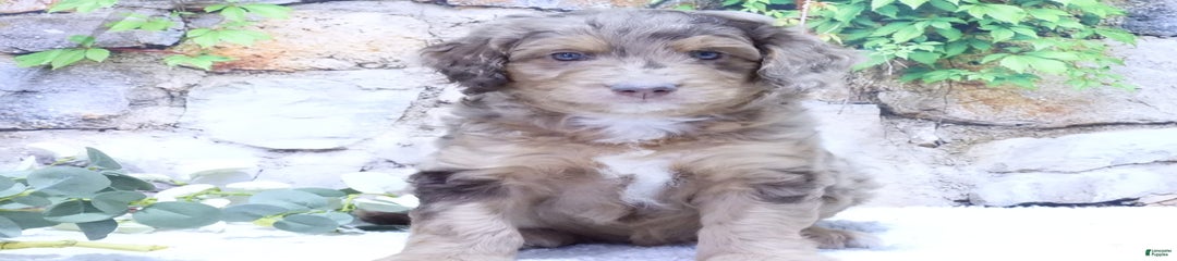 Luca F1b
