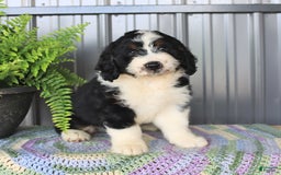 Mini Bernedoodle dogs for sale: Ace - Image 5