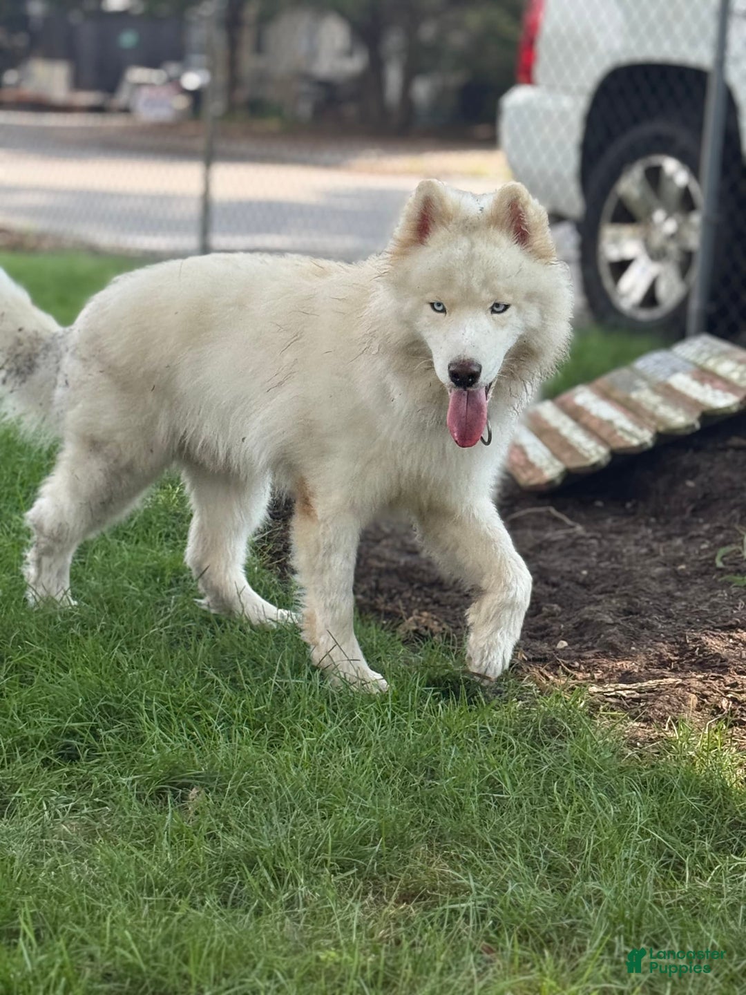 Siberian Husky dogs for sale: Burrata - Image 3