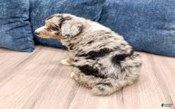 Australian Shepherd dogs for sale: Dakota - Image 3