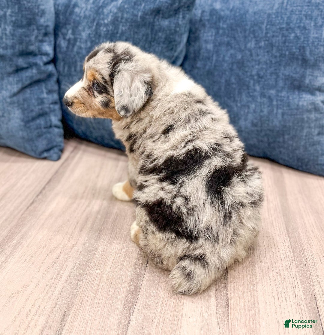 Australian Shepherd dogs for sale: Dakota - Image 3