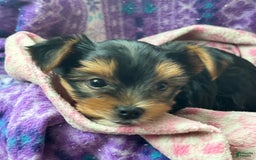 Yorkshire Terrier dogs for sale: Bingo - Image 8