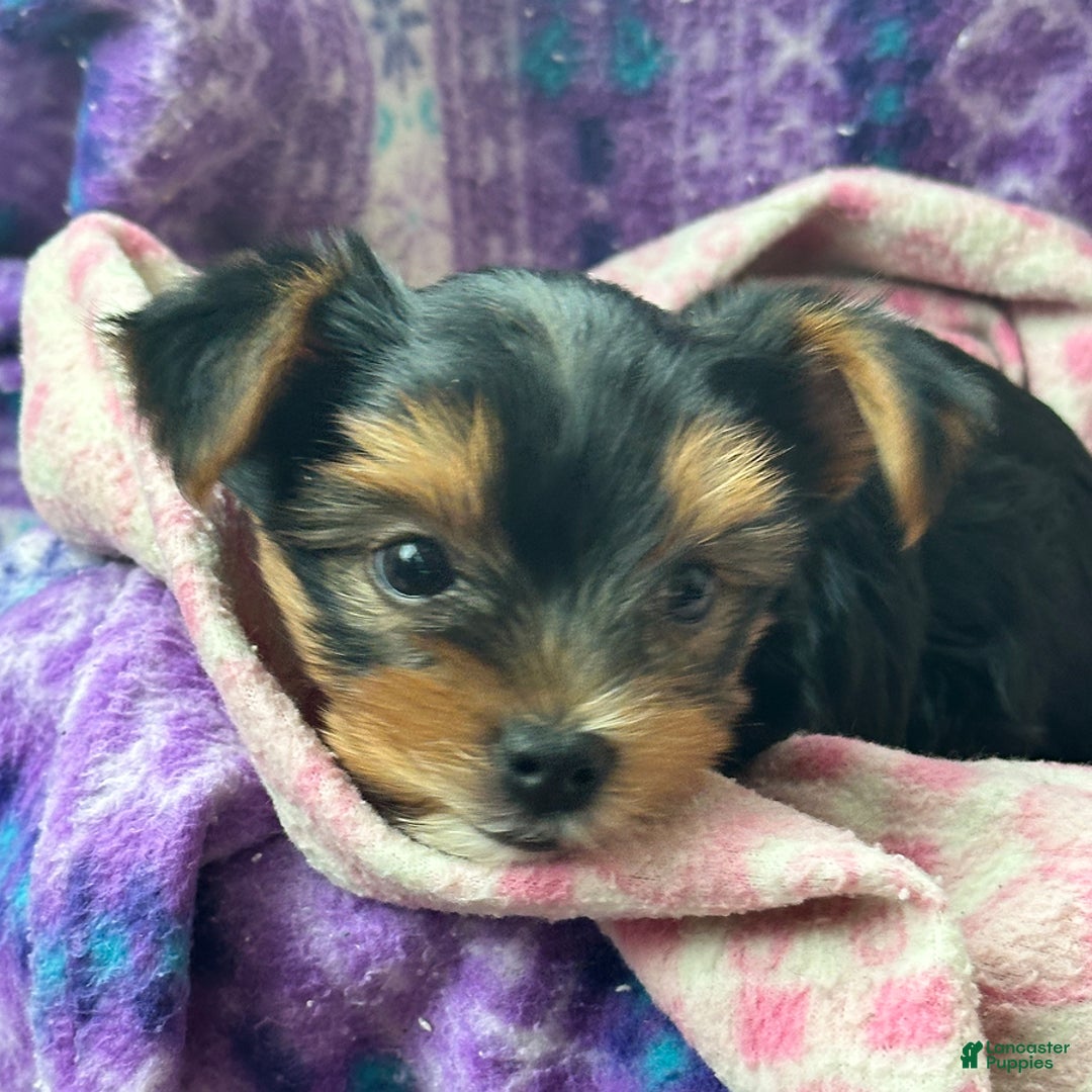 Yorkshire Terrier dogs for sale: Bingo - Image 8