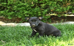 Belgian Malinois dogs for sale: Luna - Image 4