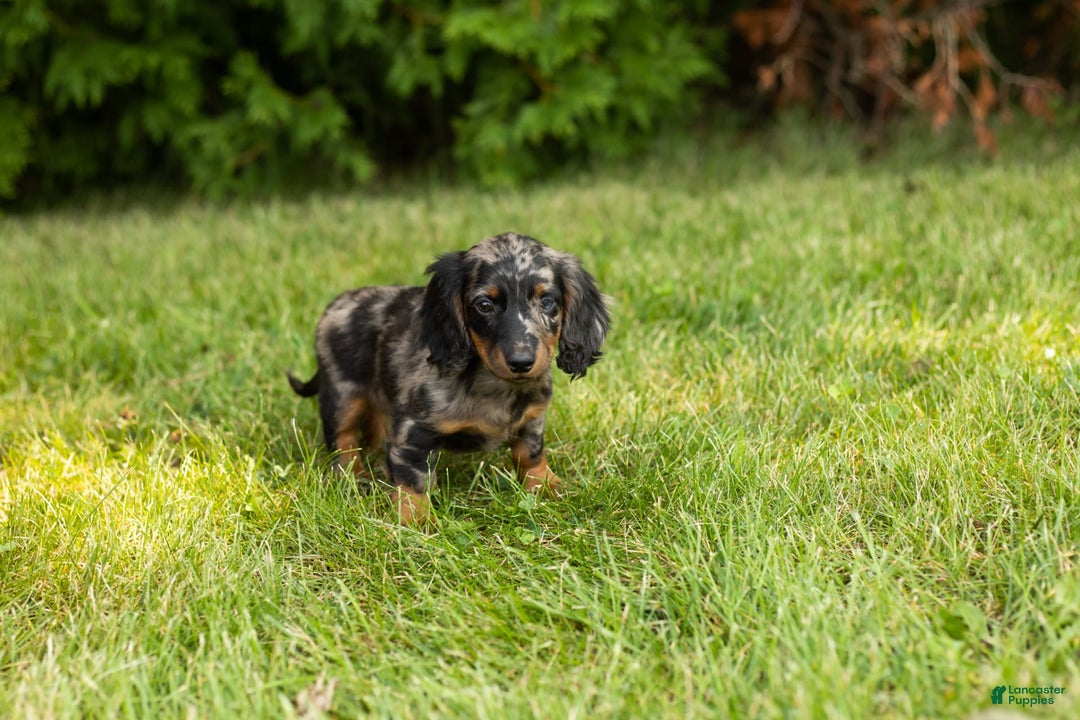 Miniature Dachshund dogs for sale: Miniature Dachshund 5 puppies - Image 1