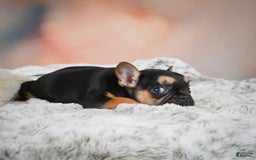 French Bulldog dogs for sale: Max - Image 10