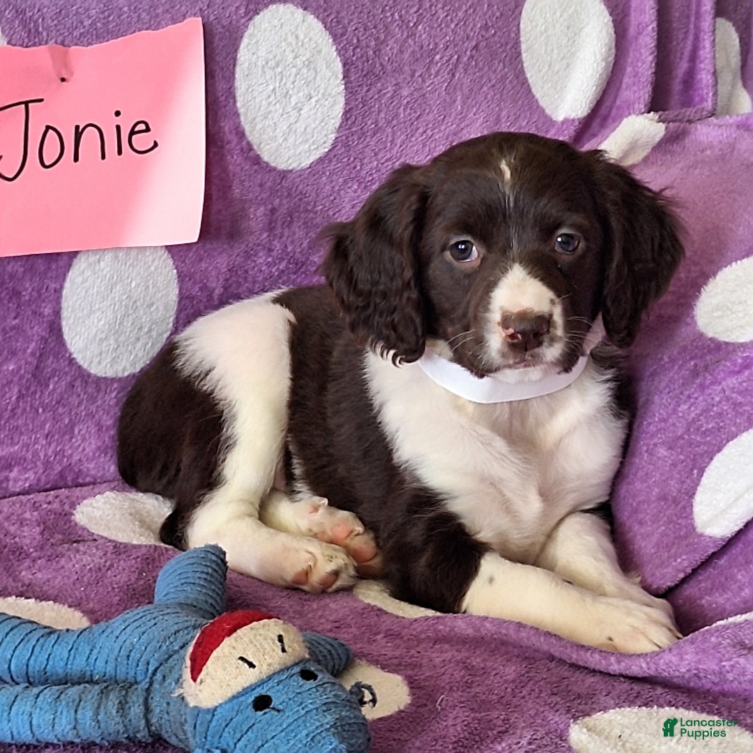 English Springer Spaniel dogs for sale: Jonie - Image 4