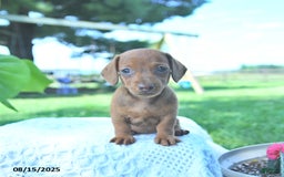 Dachshund dogs for sale: Layla - Image 4